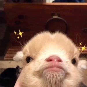 Meet your Posher, Han